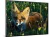 Fox in Alaska Spring Flowers-Charles Glover-Mounted Giclee Print