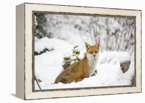 Fox in Garden Snow-null-Framed Premier Image Canvas