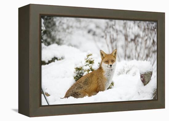 Fox in Garden Snow-null-Framed Premier Image Canvas