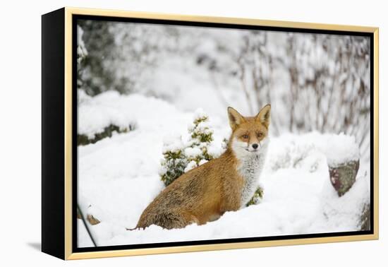 Fox in Garden Snow-null-Framed Premier Image Canvas