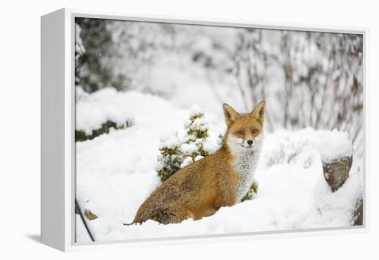 Fox in Garden Snow-null-Framed Premier Image Canvas