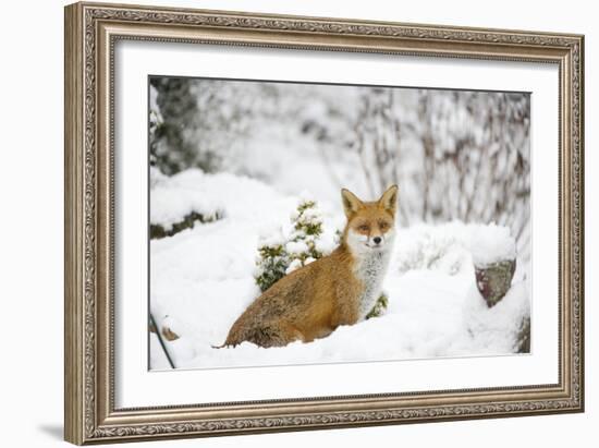 Fox in Garden Snow-null-Framed Photographic Print