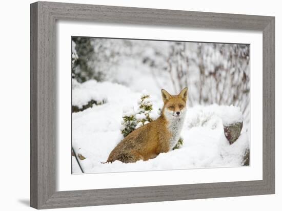 Fox in Garden Snow-null-Framed Photographic Print
