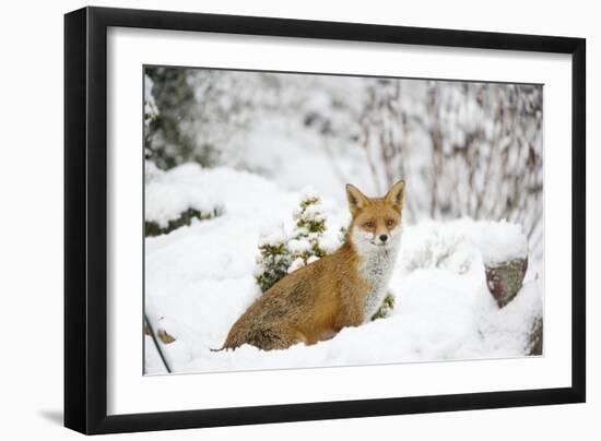 Fox in Garden Snow-null-Framed Photographic Print