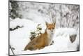 Photographic Print