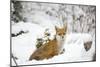 Fox in Garden Snow-null-Mounted Photographic Print