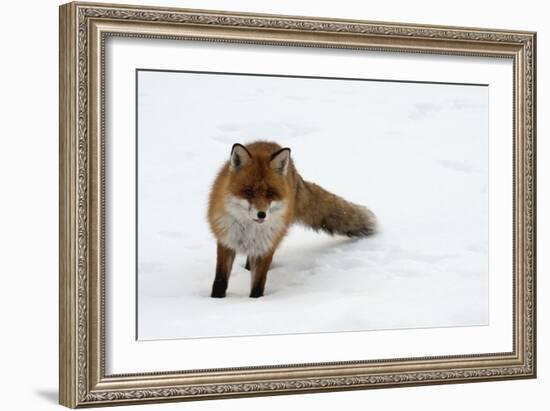 Fox in Snow-natburr-Framed Photographic Print