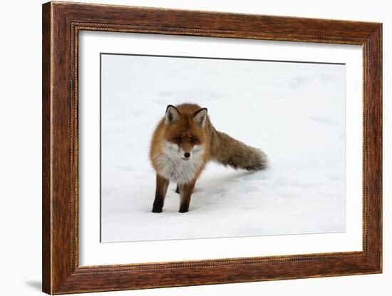 Fox in Snow-natburr-Framed Photographic Print