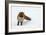 Fox in Snow-natburr-Framed Photographic Print