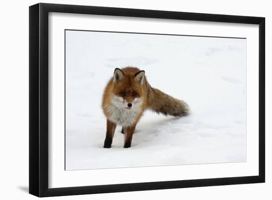 Fox in Snow-natburr-Framed Photographic Print