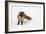 Fox in Snow-natburr-Framed Photographic Print