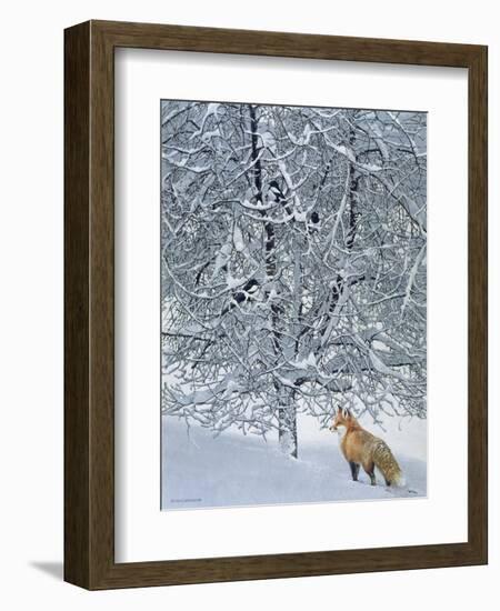 Fox in Snow-Harro Maass-Framed Premium Giclee Print