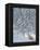 Fox in Snow-Harro Maass-Framed Premier Image Canvas