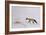 Fox in Snow-Jane Neville-Framed Giclee Print