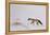 Fox in Snow-Jane Neville-Framed Premier Image Canvas