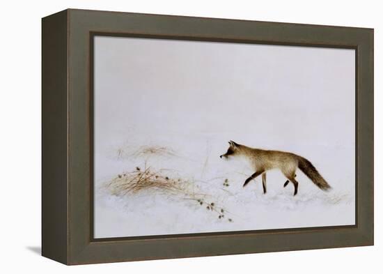 Fox in Snow-Jane Neville-Framed Premier Image Canvas