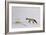 Fox in Snow-Jane Neville-Framed Giclee Print