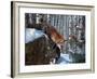 Fox in Winter-Kevin Daniel-Framed Art Print