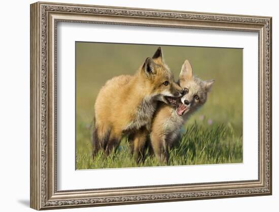 Fox Kits At Play-null-Framed Art Print