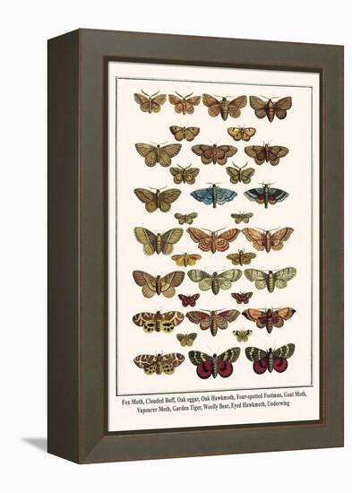 Fox Moth, Clouded Buff, Oak Eggar, Oak Hawkmoth, Four-Spotted Footman, Goat Moth, etc.-Albertus Seba-Framed Stretched Canvas