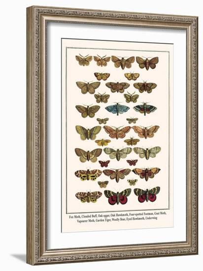 Fox Moth, Clouded Buff, Oak Eggar, Oak Hawkmoth, Four-Spotted Footman, Goat Moth, etc.-Albertus Seba-Framed Art Print