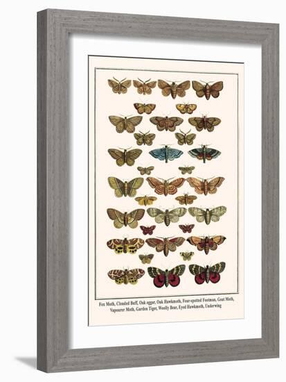 Fox Moth, Clouded Buff, Oak Eggar, Oak Hawkmoth, Four-Spotted Footman, Goat Moth, etc.-Albertus Seba-Framed Art Print