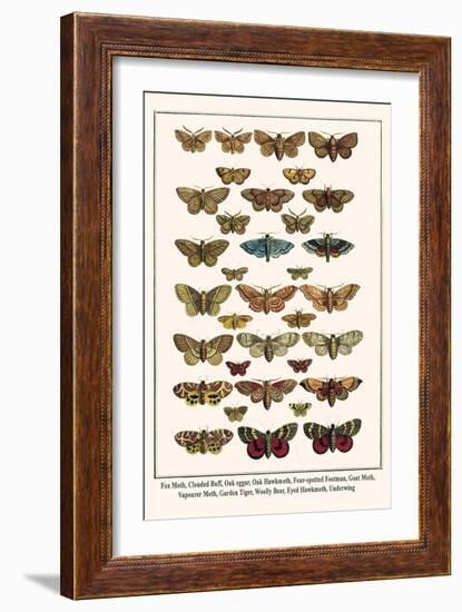 Fox Moth, Clouded Buff, Oak Eggar, Oak Hawkmoth, Four-Spotted Footman, Goat Moth, etc.-Albertus Seba-Framed Art Print