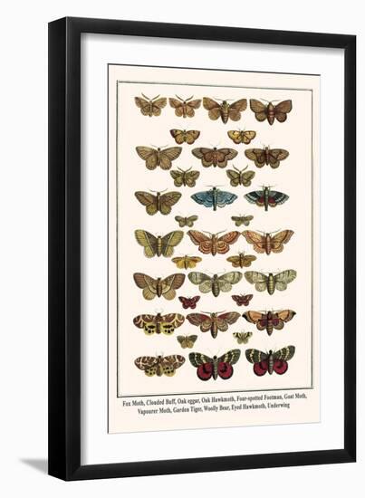 Fox Moth, Clouded Buff, Oak Eggar, Oak Hawkmoth, Four-Spotted Footman, Goat Moth, etc.-Albertus Seba-Framed Art Print
