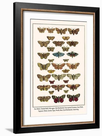 Fox Moth, Clouded Buff, Oak Eggar, Oak Hawkmoth, Four-Spotted Footman, Goat Moth, etc.-Albertus Seba-Framed Art Print