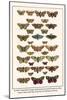 Fox Moth, Clouded Buff, Oak Eggar, Oak Hawkmoth, Four-Spotted Footman, Goat Moth, etc.-Albertus Seba-Mounted Art Print