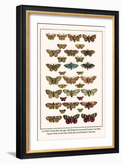 Fox Moth, Clouded Buff, Oak Eggar, Oak Hawkmoth, Four-Spotted Footman, Goat Moth, etc.-Albertus Seba-Framed Art Print