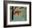 Fox on Sunday-Kristiana Pärn-Framed Giclee Print