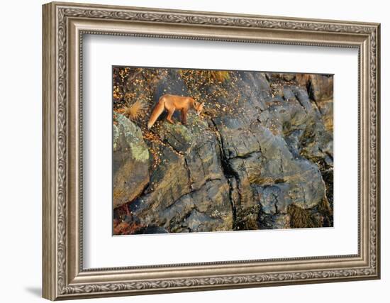 Fox on the Rocks-Yves Adams-Framed Photographic Print