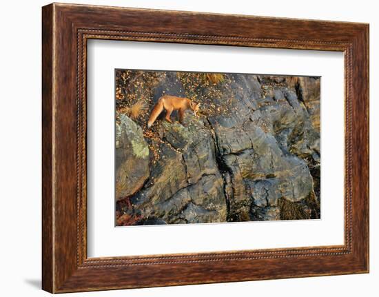 Fox on the Rocks-Yves Adams-Framed Photographic Print