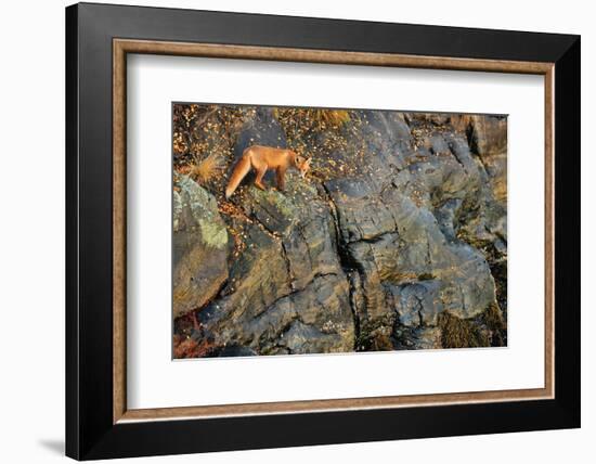 Fox on the Rocks-Yves Adams-Framed Photographic Print