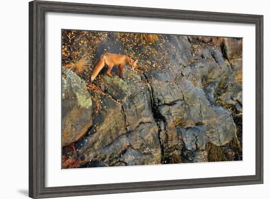 Fox on the Rocks-Yves Adams-Framed Photographic Print