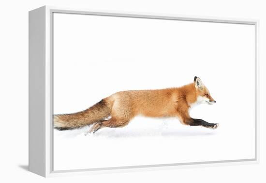 Fox on the Run - Algonquin Park-Jim Cumming-Framed Premier Image Canvas