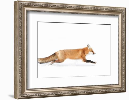 Fox on the Run - Algonquin Park-Jim Cumming-Framed Photographic Print