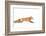 Fox on the Run - Algonquin Park-Jim Cumming-Framed Photographic Print