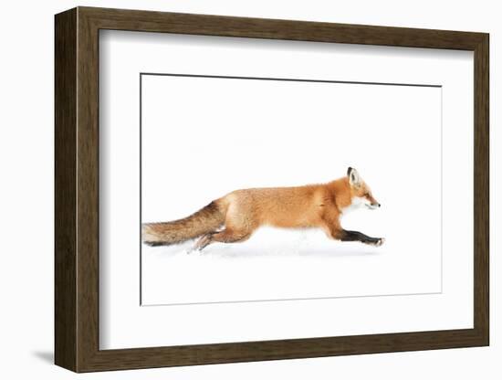 Fox on the Run - Algonquin Park-Jim Cumming-Framed Photographic Print
