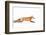 Fox on the Run - Algonquin Park-Jim Cumming-Framed Photographic Print