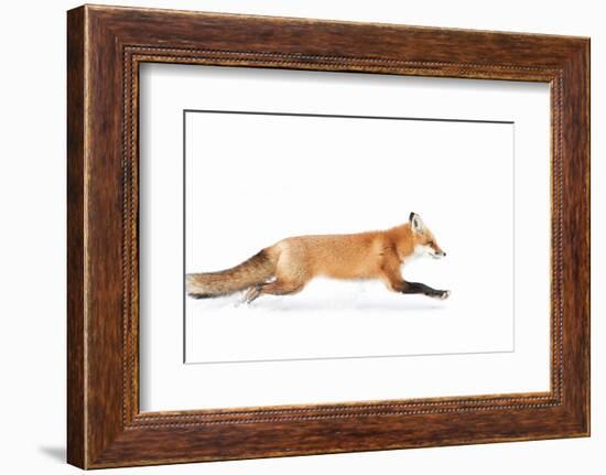 Fox on the Run - Algonquin Park-Jim Cumming-Framed Photographic Print