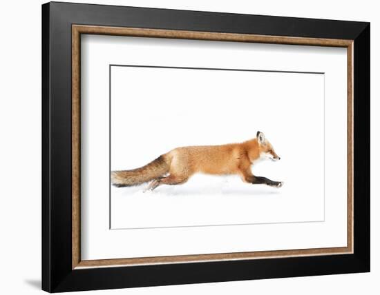 Fox on the Run - Algonquin Park-Jim Cumming-Framed Photographic Print