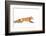 Fox on the Run - Algonquin Park-Jim Cumming-Framed Photographic Print