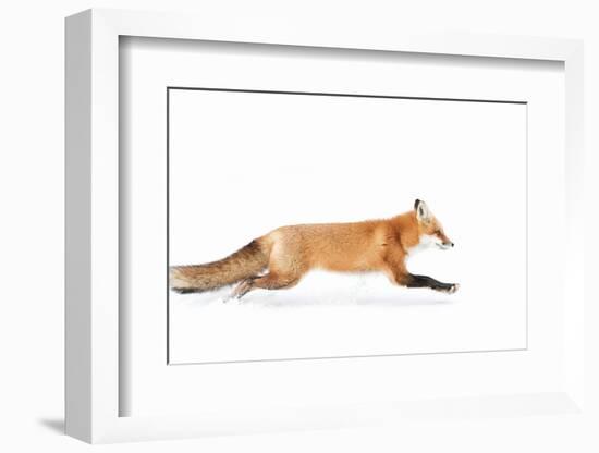 Fox on the Run - Algonquin Park-Jim Cumming-Framed Photographic Print