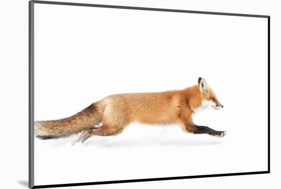 Fox on the Run - Algonquin Park-Jim Cumming-Mounted Photographic Print