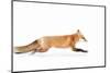 Fox on the Run - Algonquin Park-Jim Cumming-Mounted Photographic Print