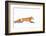 Fox on the Run - Algonquin Park-Jim Cumming-Framed Photographic Print