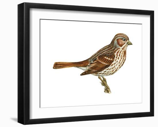 Fox Sparrow (Passerella Iliaca), Birds-Encyclopaedia Britannica-Framed Art Print