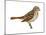 Fox Sparrow (Passerella Iliaca), Birds-Encyclopaedia Britannica-Mounted Art Print